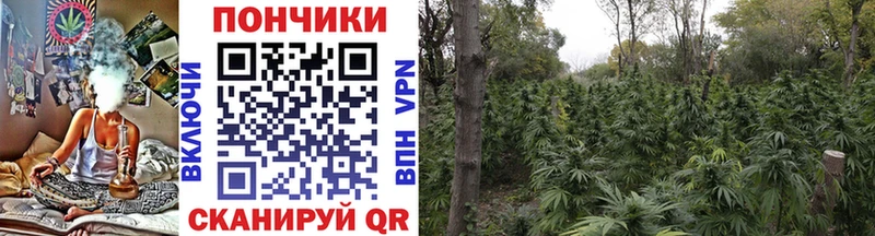 Шишки марихуана планчик  Тавда 